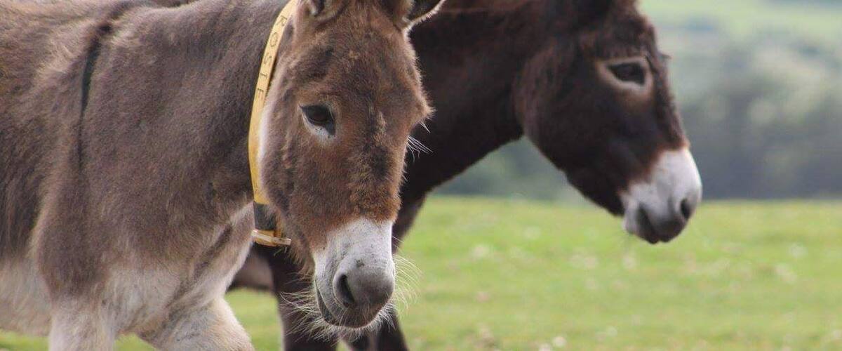 Two donkeys in a grassy field.