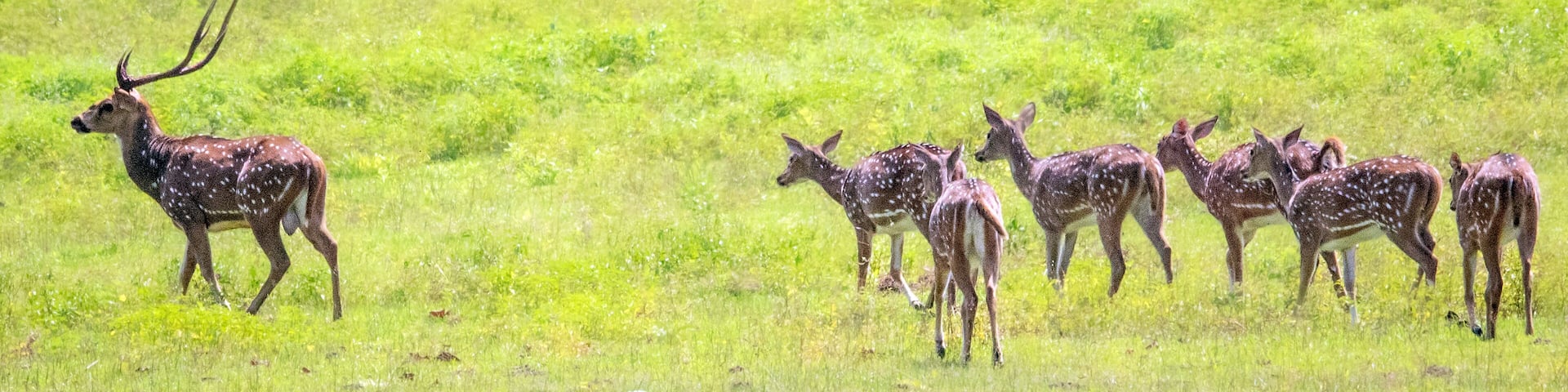 Spotted Deer ,Wall paper Ampara Sri Lanka