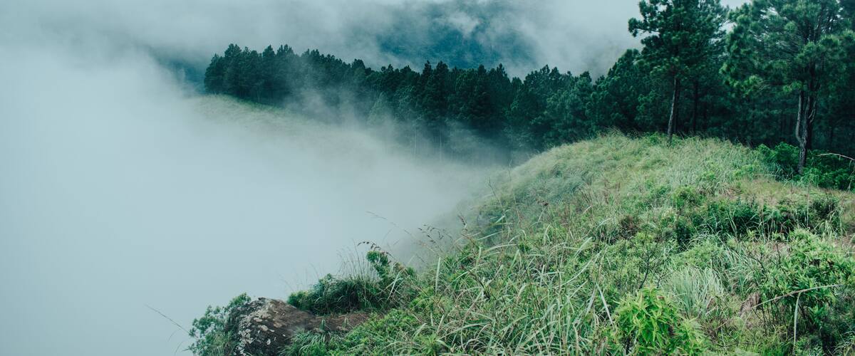 A forested mountain landscape with mist-covered peaks and a grassy foreground.