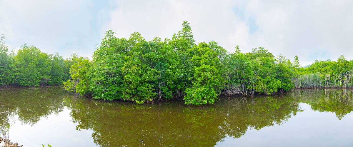 The mangroves on Maduganga river