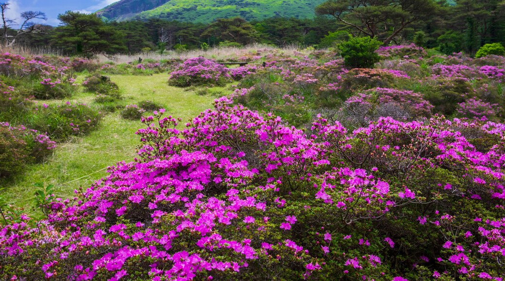Miyama-kirishima at Ebino Highland, Japan,Miyazaki prefecture,Ebino City