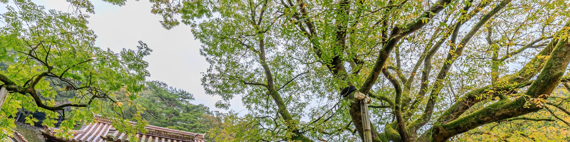 秋の旧閑谷学校 岡山県備前市 Former Shizutani School in Autumn. Okayama-ken Bizen city