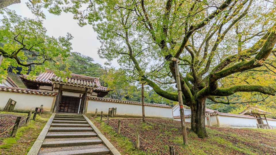 A traditional Japanese temple with a stone staircase leading up to the entrance, surrounded by lush greenery and a large tree.