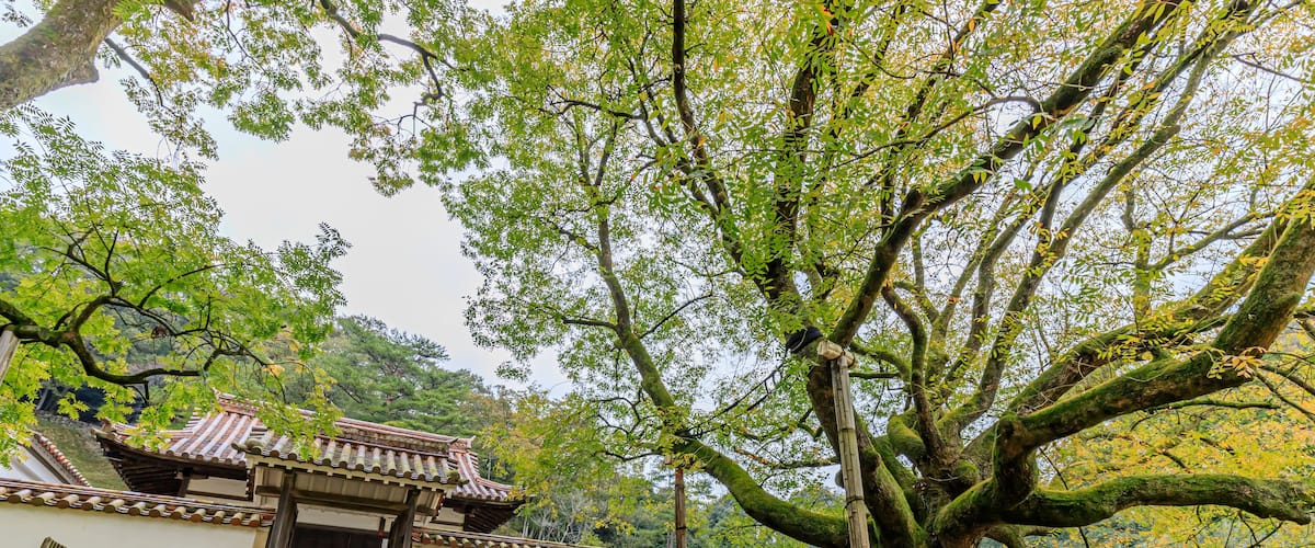 A traditional Japanese temple with a stone staircase leading up to the entrance, surrounded by lush greenery and a large tree.