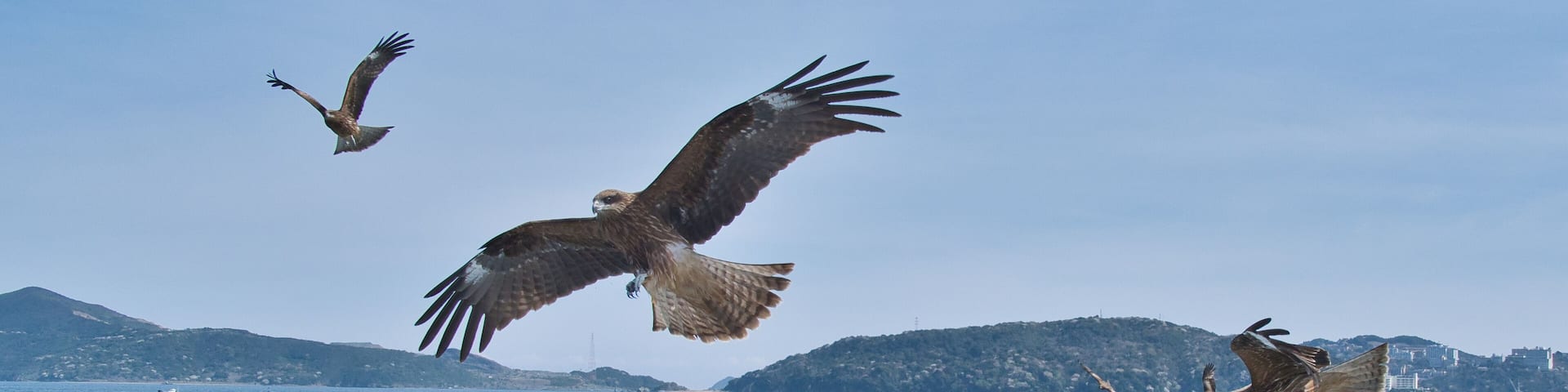 伊勢遊覧船のトンビ