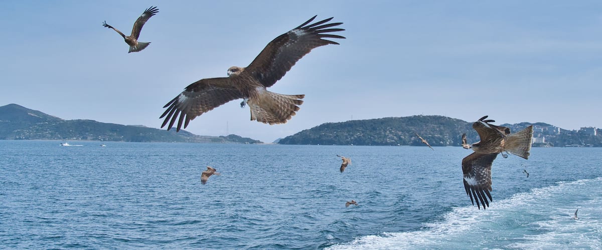 A bird of prey flying over a body of water with mountains in the background.