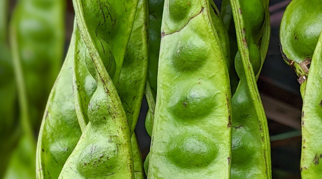 Close-up of fresh, vibrant green petai pods (Parkia speciosa) hanging. Popular ingredient in Malaysian cuisine, often called 'stinky beans'.