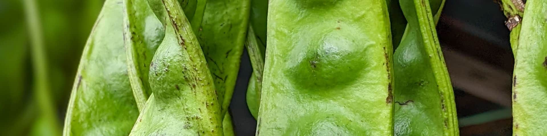 Close-up of fresh, vibrant green petai pods (Parkia speciosa) hanging. Popular ingredient in Malaysian cuisine, often called 'stinky beans'.