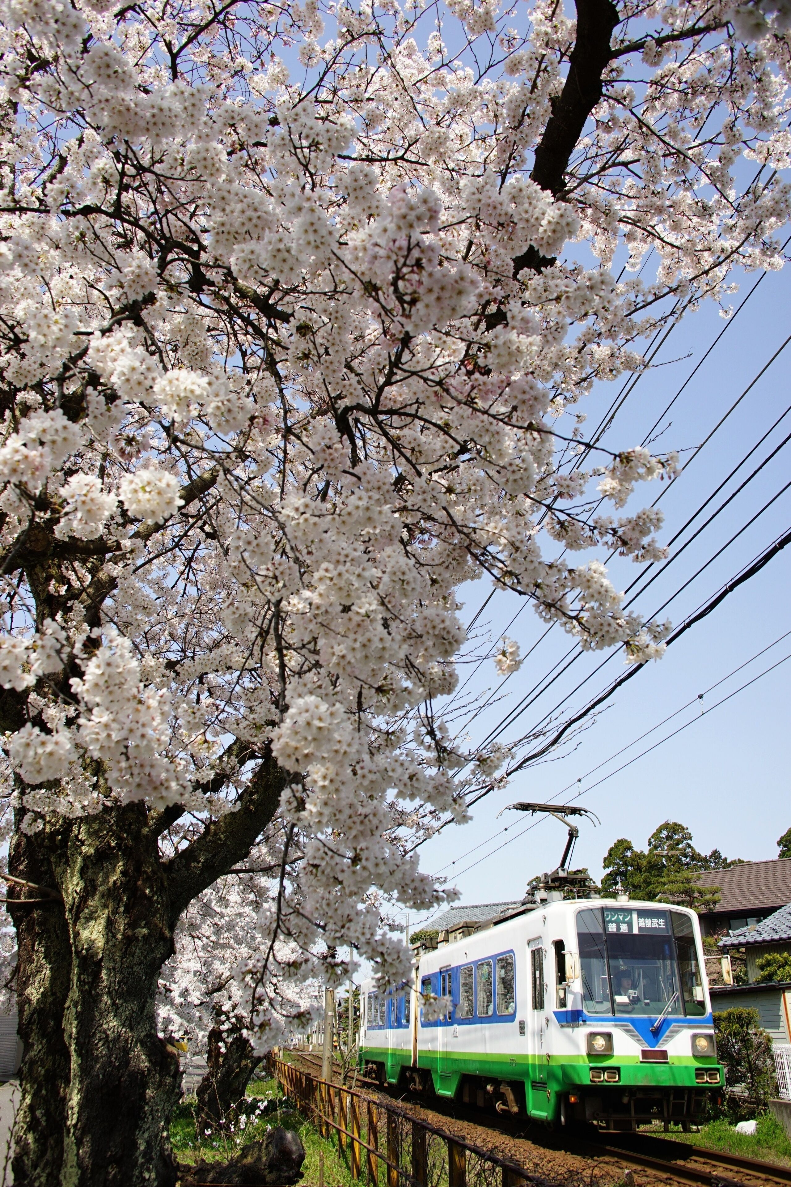 Japanese local train FUKUI RAILWAY running FUKUTAKE line with cherry blossom in full bloom