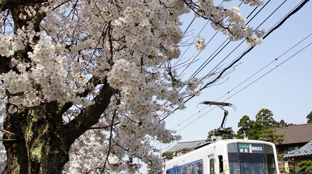 Japanese local train FUKUI RAILWAY running FUKUTAKE line with cherry blossom in full bloom