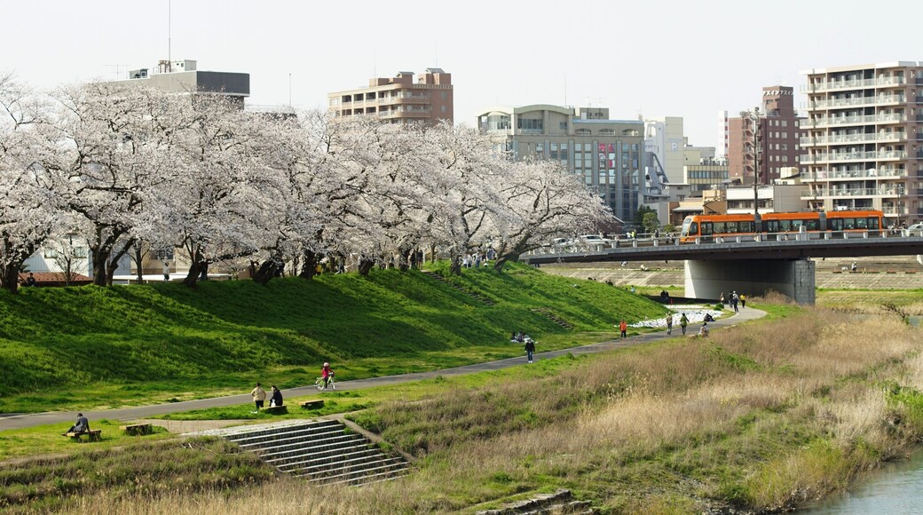 Japanese local railway FUKUI RAILWAY running FUKUTAKE line with cherry blossom in full bloom