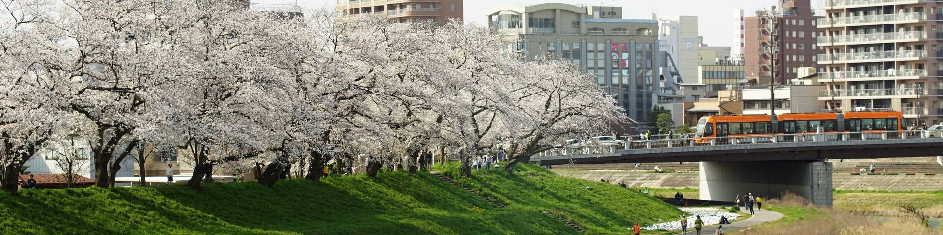 Japanese local railway FUKUI RAILWAY running FUKUTAKE line with cherry blossom in full bloom