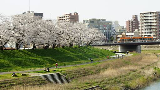 Japanese local railway FUKUI RAILWAY running FUKUTAKE line with cherry blossom in full bloom
