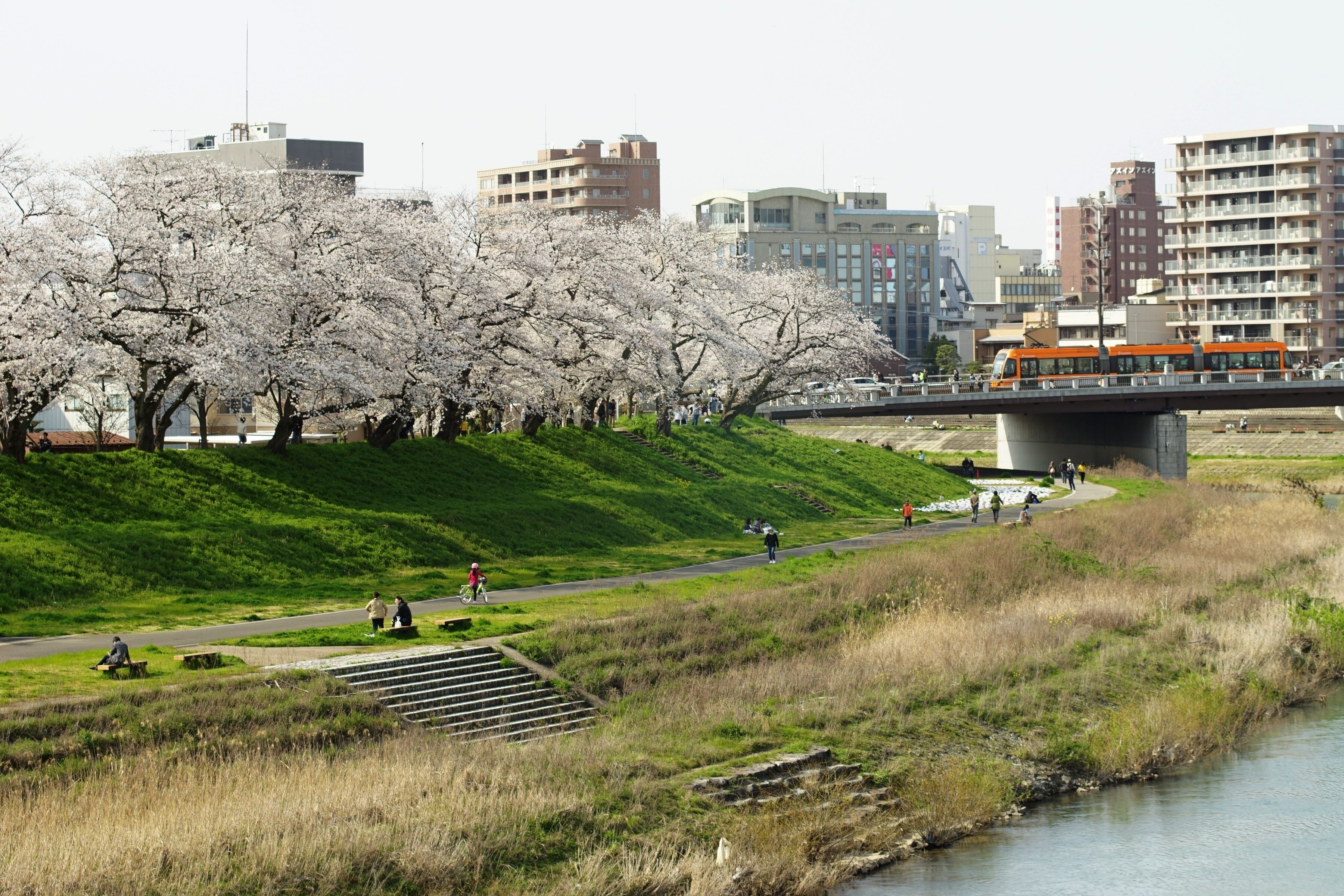 A park with cherry blossoms, a river, and a bridge with a tram.