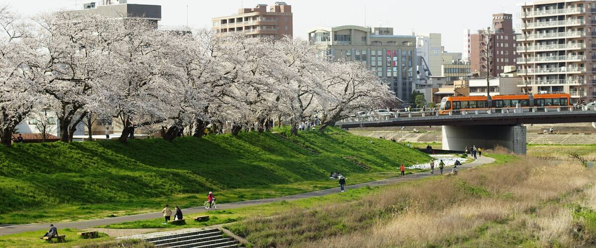 A park with cherry blossoms, a river, and a bridge with a tram.