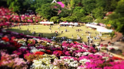 This park is famous for its gorgeous Azaleas in early summer late spring. Check Fukui websites for details when they are having the Azalea festival.
This park also has a great fitness center with a large pool and an outdoor track. They also have a small zoo for kids. You can see the lesser red panda there!