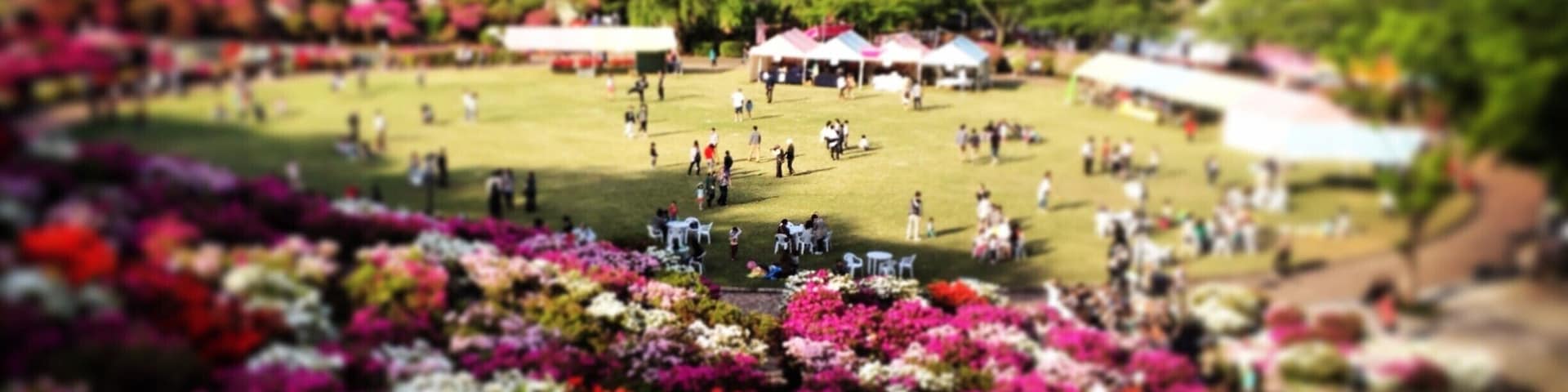 This park is famous for its gorgeous Azaleas in early summer late spring. Check Fukui websites for details when they are having the Azalea festival.
This park also has a great fitness center with a large pool and an outdoor track. They also have a small zoo for kids. You can see the lesser red panda there!
