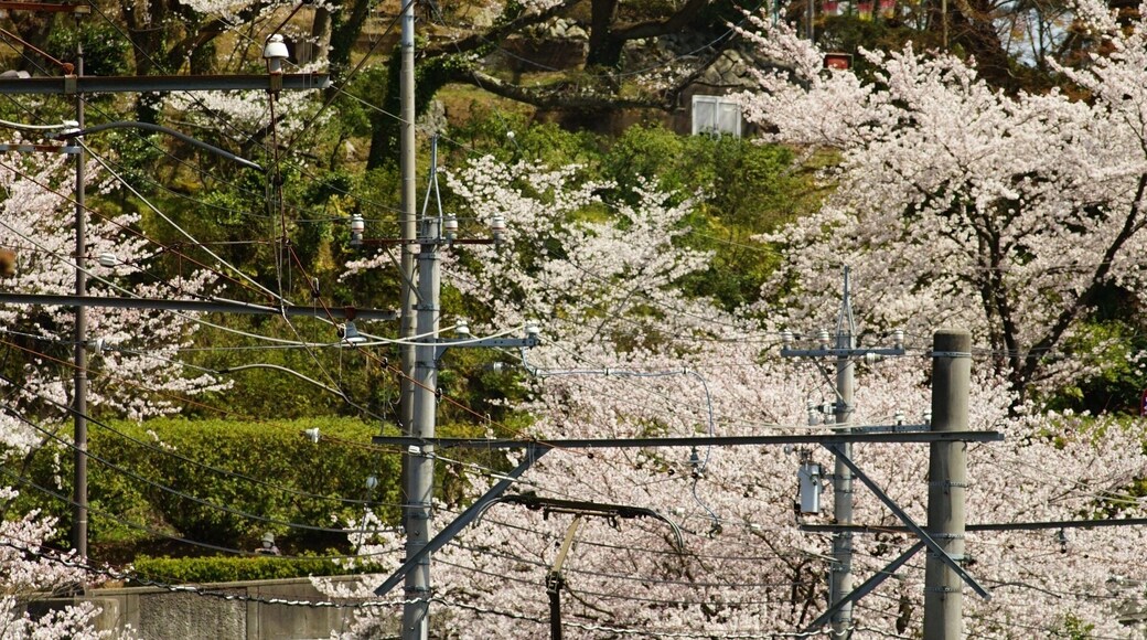 Japanese local train FUKUI RAILWAY running FUKUTAKE line with cherry blossom in full bloom