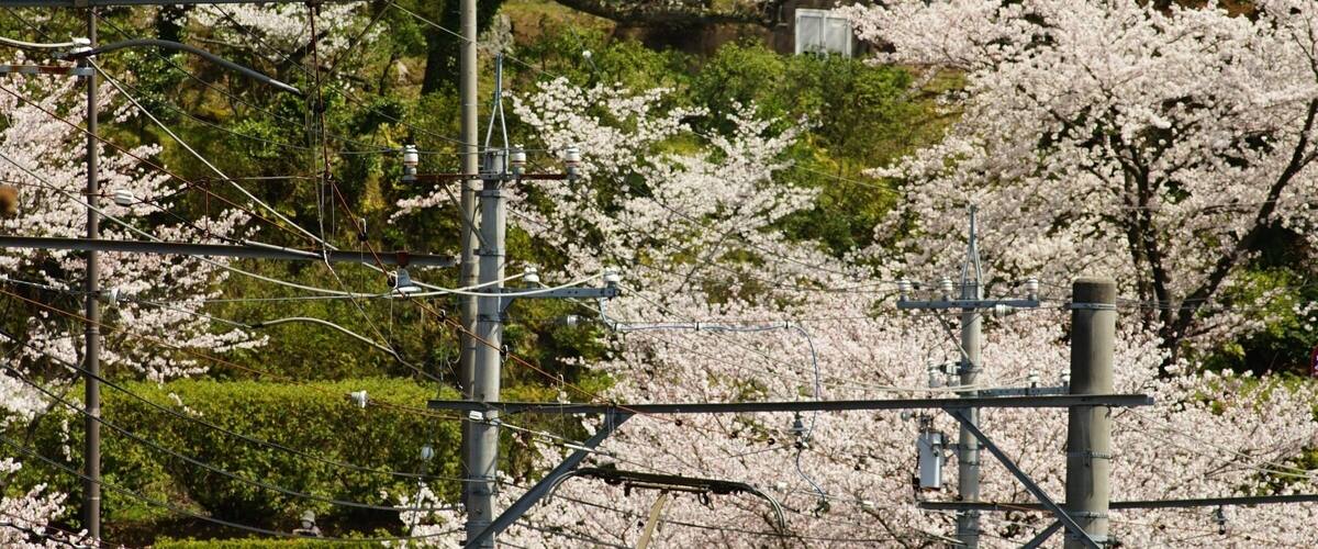 Japanese local train FUKUI RAILWAY running FUKUTAKE line with cherry blossom in full bloom
