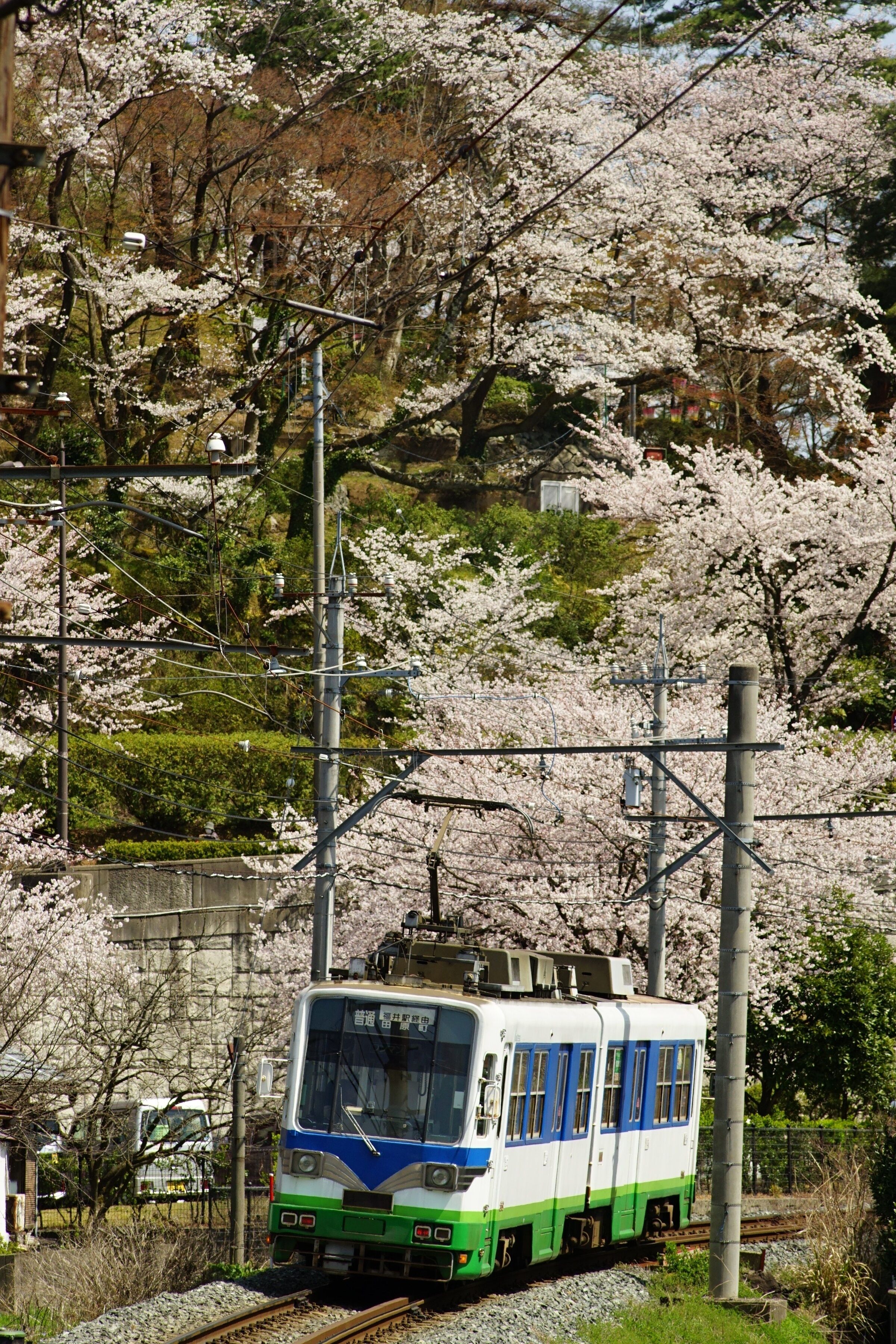 Japanese local train FUKUI RAILWAY running FUKUTAKE line with cherry blossom in full bloom