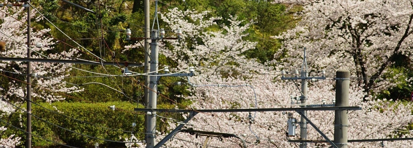 Japanese local train FUKUI RAILWAY running FUKUTAKE line with cherry blossom in full bloom