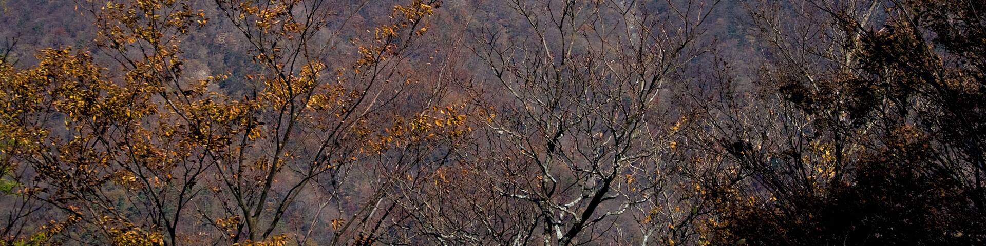 栗ノ木洞より望む小丸