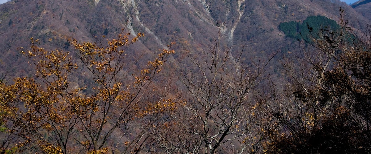 A mountain with a clear sky and autumn-colored trees in the foreground.