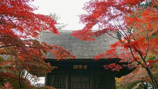 Another photo at the entrance of Heirin-ji, a temple established in 1375.
The fall foliage season is late November to early December. Entrance fee is 500 yen (totally worth it, trust me!)
Closest Station: Hibarigaoka Sation on the Seibu Ikebukuro Line. From there, walk to Hibarigaoka Station North Bus Stop and take the Hibari73 bus (headed for Shiki Station) and get off at Heirinji bus stop, about a 15min ride.
