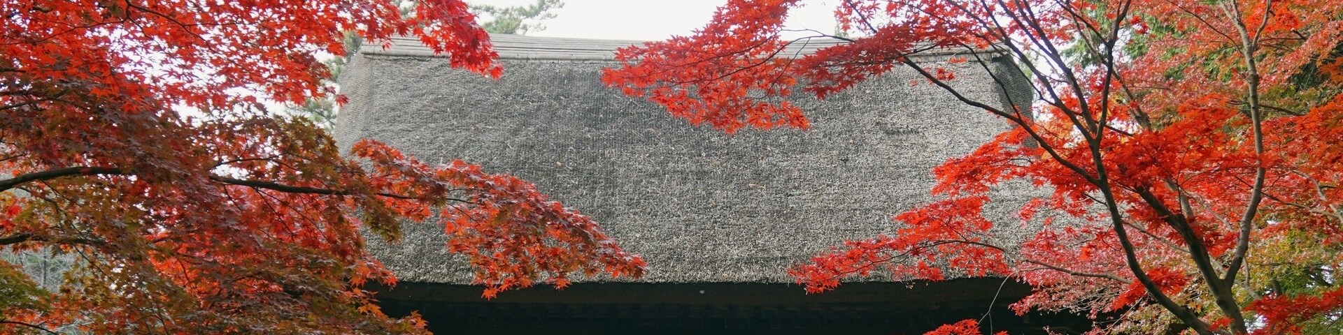 Another photo at the entrance of Heirin-ji, a temple established in 1375.
The fall foliage season is late November to early December. Entrance fee is 500 yen (totally worth it, trust me!)
Closest Station: Hibarigaoka Sation on the Seibu Ikebukuro Line. From there, walk to Hibarigaoka Station North Bus Stop and take the  Hibari73 bus (headed for Shiki Station) and get off at Heirinji bus stop, about a 15min ride.