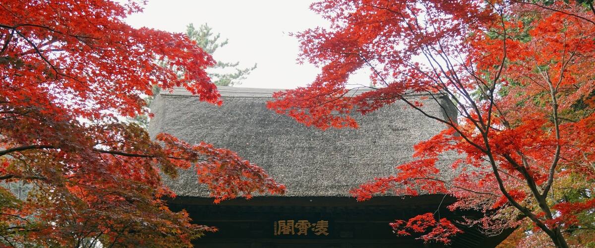 A traditional Japanese building with a tiled roof, surrounded by vibrant red maple trees.
