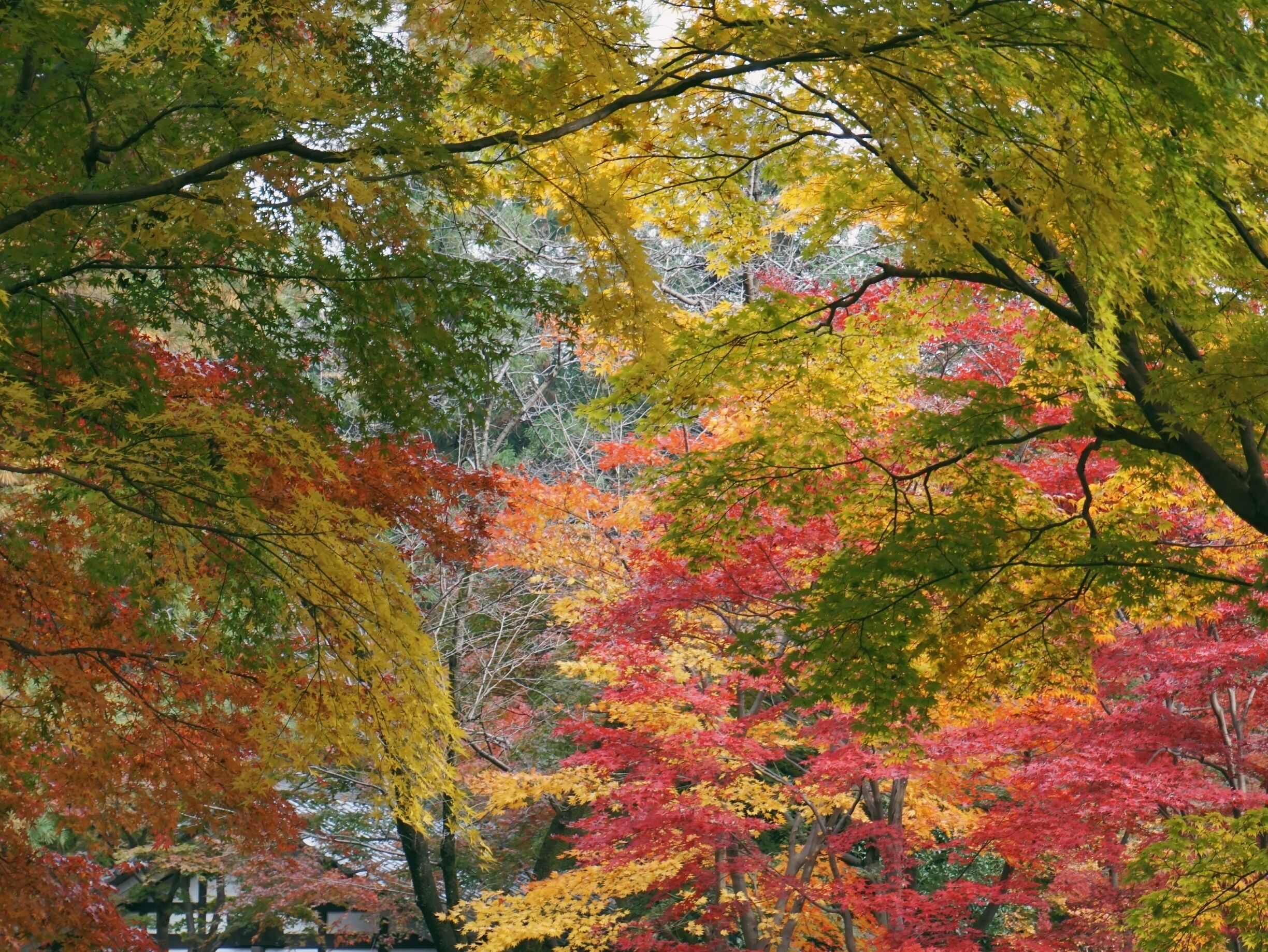 Heirin-ji is a temple famous spot for fall foliage. 

The various shades of momiji (Japanese Cedar) were gorgeous.

The fall foliage season is late November to early December. Entrance fee is 500 yen (totally worth it, trust me!)

Closest Station: Hibarigaoka Sation on the Seibu Ikebukuro Line. From there, walk to Hibarigaoka Station North Bus Stop and take the  Hibari73 bus (headed for Shiki Station) and get off at Heirinji bus stop, about a 15min ride.