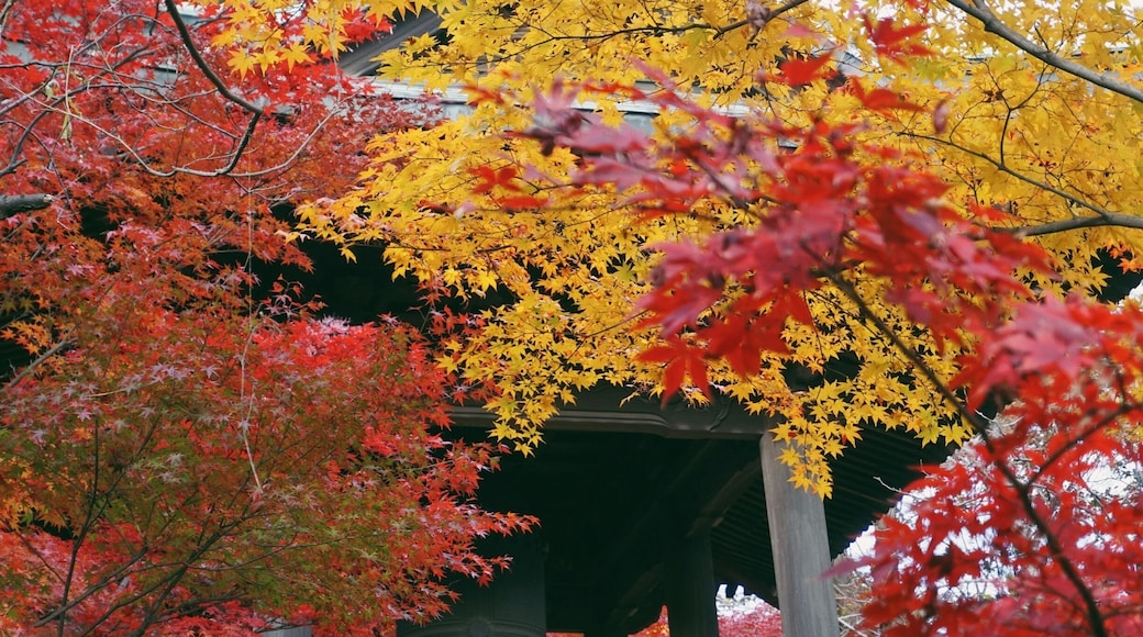 Heirin-ji is a temple famous spot for fall foliage.
The premises of the temple has a large wooded area, which has been designated as a national treasure. It really is beautiful all seasons throughout the year, but especially gorgeous as the various momiji (Japanese maple) leaves turn bright red and yellow.
The fall foliage season is late November to early December. Entrance fee is 500 yen (totally worth it, trust me!)
Closest Station: Hibarigaoka Sation on the Seibu Ikebukuro Line. From there, walk to Hibarigaoka Station North Bus Stop and take the Hibari73 bus (headed for Shiki Station) and get off at Heirinji bus stop, about a 15min ride.