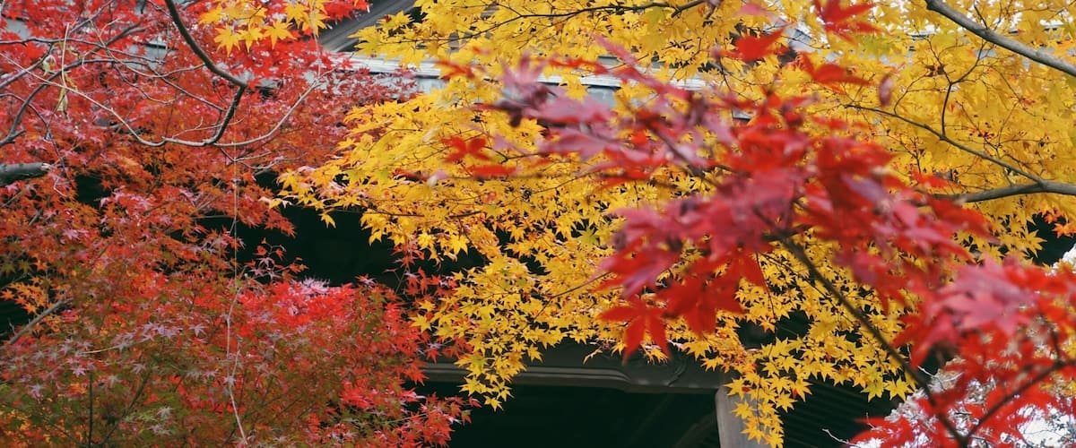 Heirin-ji is a temple famous spot for fall foliage.
The premises of the temple has a large wooded area, which has been designated as a national treasure. It really is beautiful all seasons throughout the year, but especially gorgeous as the various momiji (Japanese maple) leaves turn bright red and yellow.
The fall foliage season is late November to early December. Entrance fee is 500 yen (totally worth it, trust me!)
Closest Station: Hibarigaoka Sation on the Seibu Ikebukuro Line. From there, walk to Hibarigaoka Station North Bus Stop and take the Hibari73 bus (headed for Shiki Station) and get off at Heirinji bus stop, about a 15min ride.