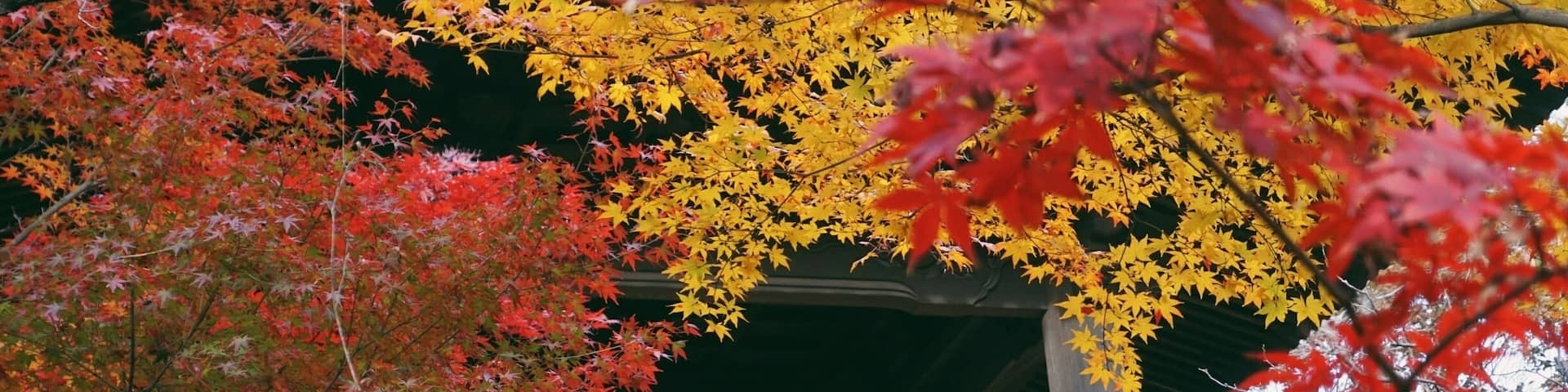 Heirin-ji is a temple famous spot for fall foliage.
The premises of the temple has a large wooded area, which has been designated as a national treasure. It really is beautiful all seasons throughout the year, but especially gorgeous as the various momiji (Japanese maple) leaves turn bright red and yellow.
The fall foliage season is late November to early December. Entrance fee is 500 yen (totally worth it, trust me!)
Closest Station: Hibarigaoka Sation on the Seibu Ikebukuro Line. From there, walk to Hibarigaoka Station North Bus Stop and take the Hibari73 bus (headed for Shiki Station) and get off at Heirinji bus stop, about a 15min ride.