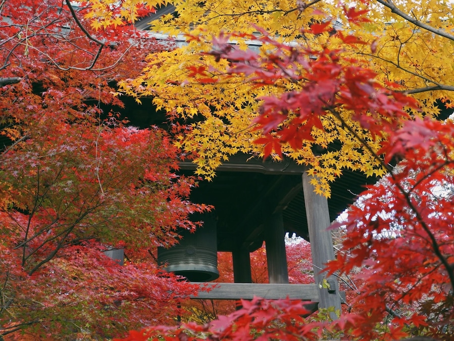 Heirin-ji is a temple famous spot for fall foliage.
The premises of the temple has a large wooded area, which has been designated as a national treasure. It really is beautiful all seasons throughout the year, but especially gorgeous as the various momiji (Japanese maple) leaves turn bright red and yellow.
The fall foliage season is late November to early December. Entrance fee is 500 yen (totally worth it, trust me!)
Closest Station: Hibarigaoka Sation on the Seibu Ikebukuro Line. From there, walk to Hibarigaoka Station North Bus Stop and take the Hibari73 bus (headed for Shiki Station) and get off at Heirinji bus stop, about a 15min ride.