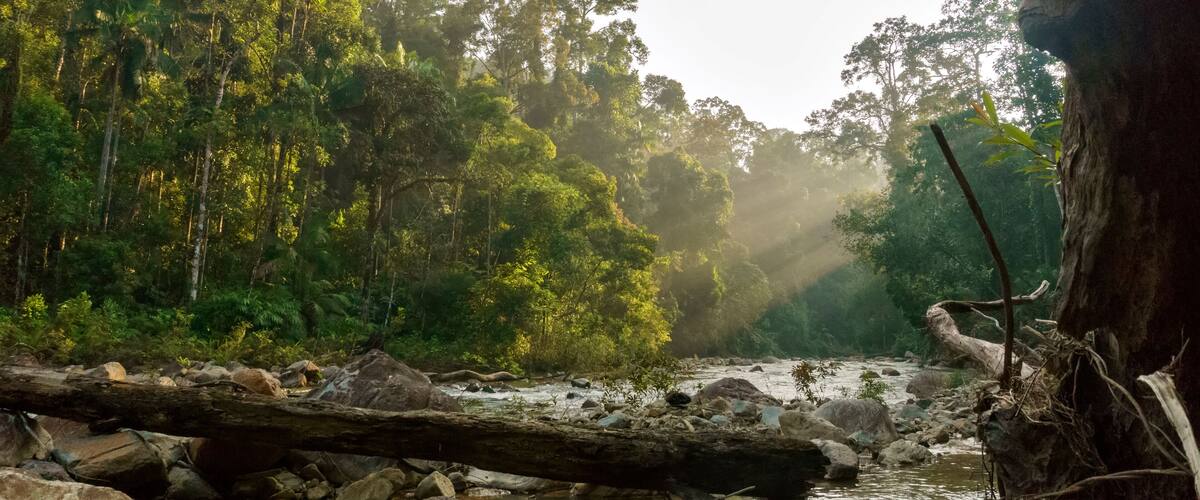 beauty in a tropical rainforest at johor national parks (endau-rompin forest) malaysia