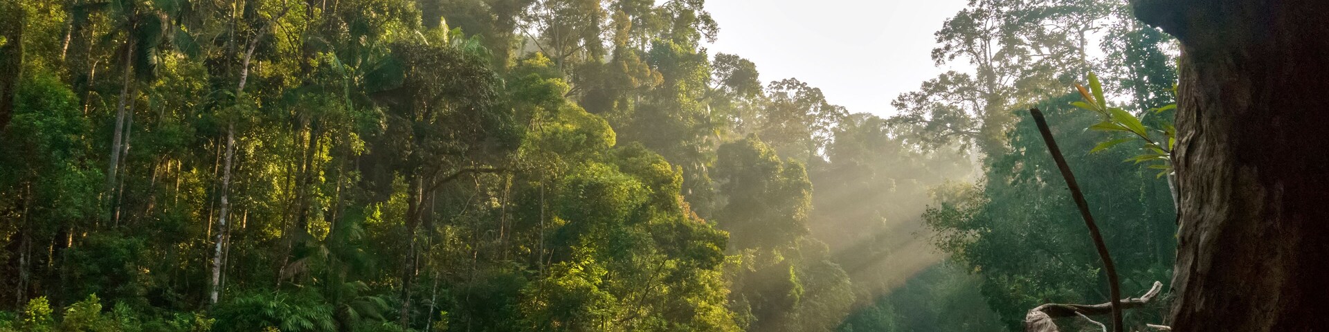 beauty in a tropical rainforest at johor national parks (endau-rompin forest) malaysia