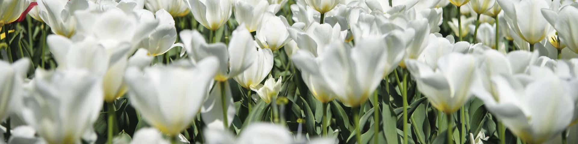 In the garden where Tulips are in full bloom.