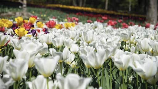 In the garden where Tulips are in full bloom.