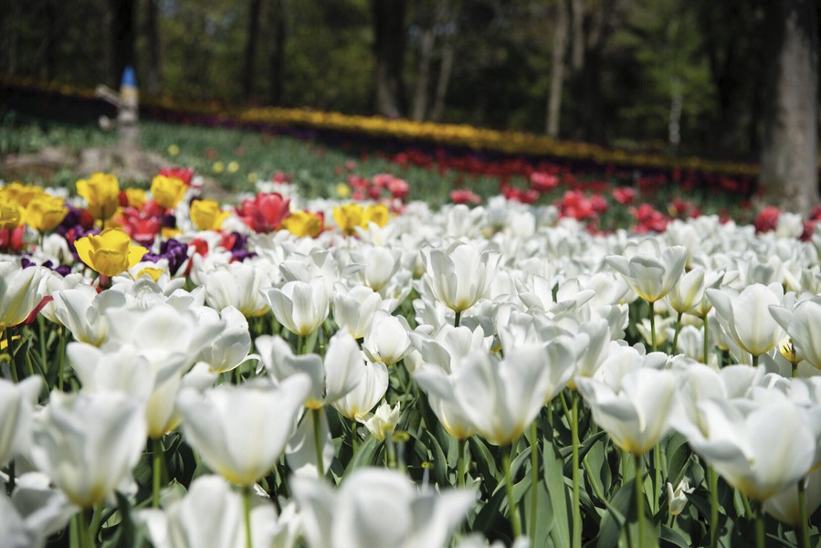 In the garden where Tulips are in full bloom.