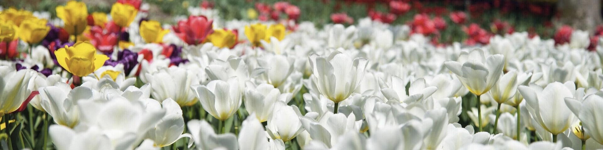 In the garden where Tulips are in full bloom.