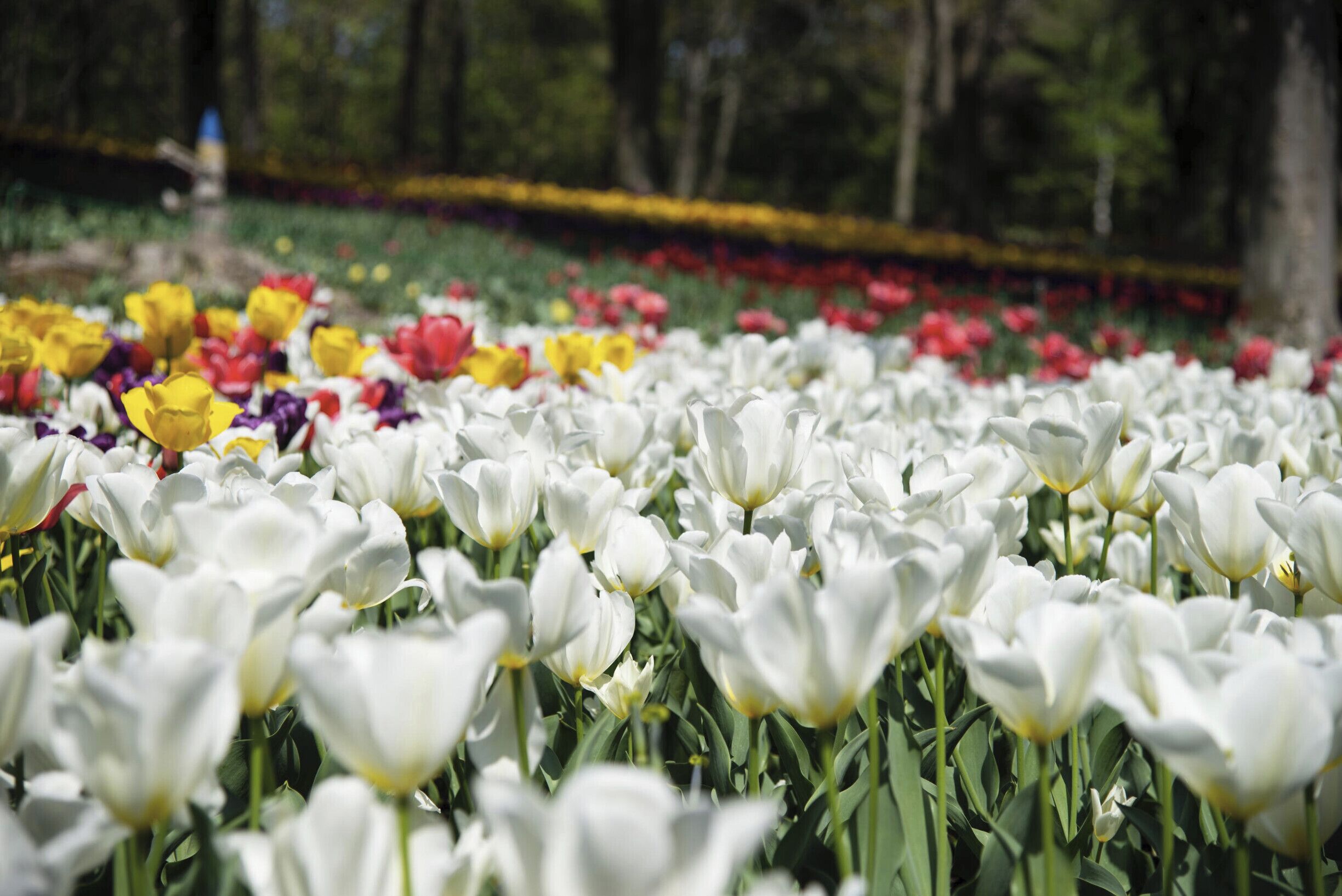 A field of white tulips with a variety of other colorful flowers in the background.