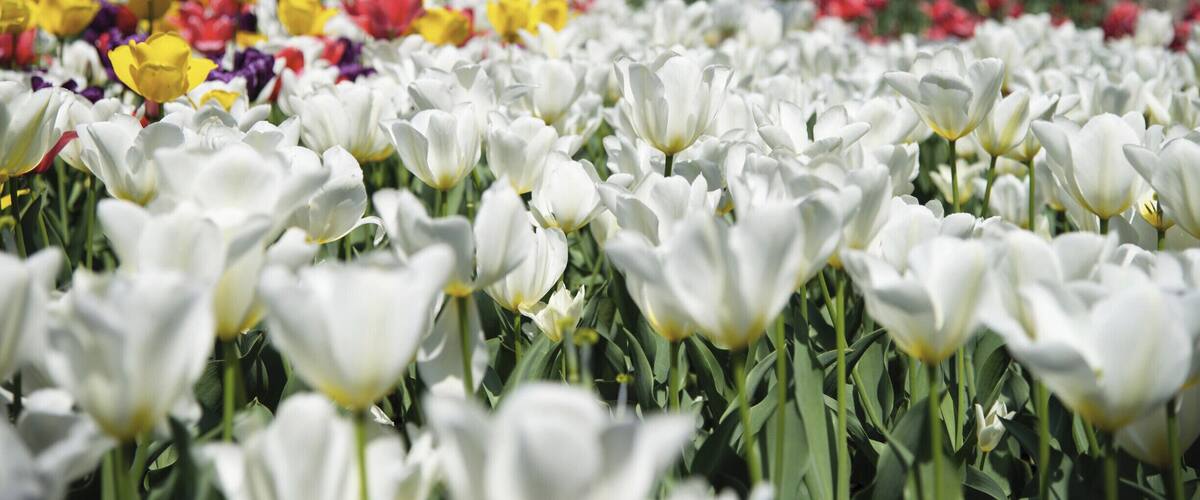 A field of white tulips with a variety of other colorful flowers in the background.
