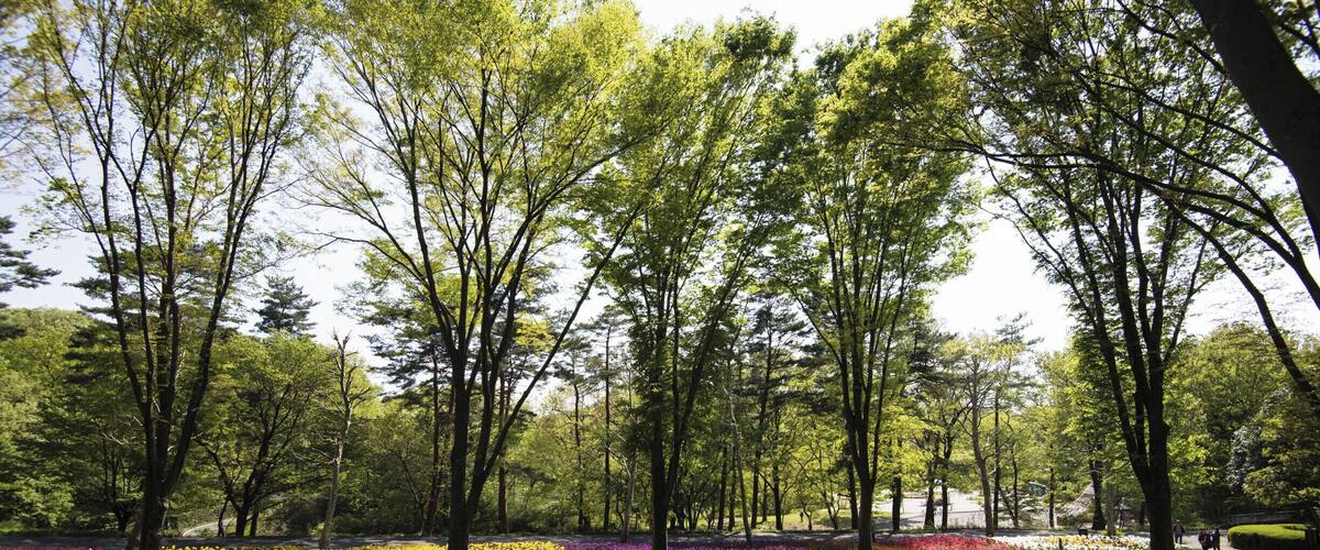 This is the largest flower garden in the park.