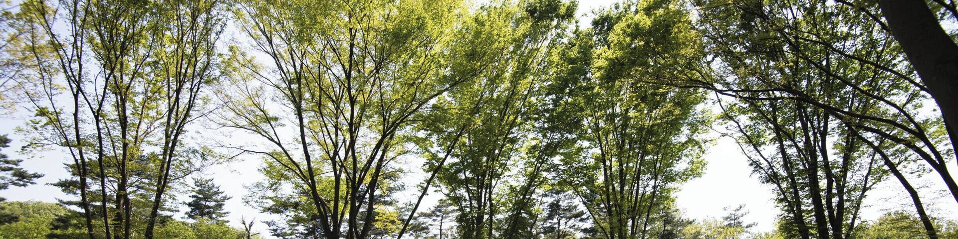 This is the largest flower garden in the park.