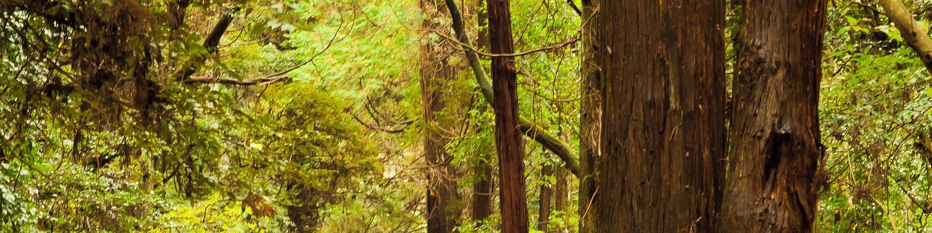 鹿島神宮参道(要石)