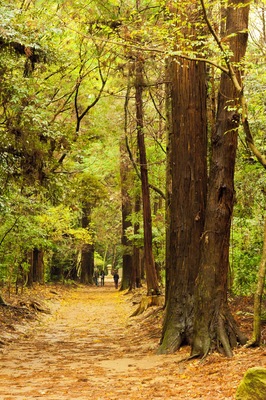鹿島神宮参道(要石)