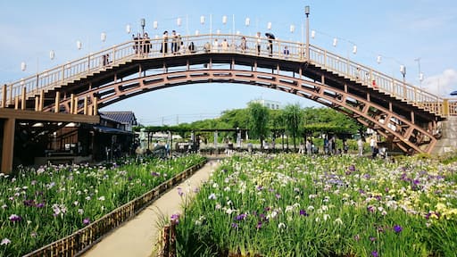 Ayame Garden in Itako holds an Ayame (Japanese Iris) Flower Festival every year from late May to June.
The iris come in various shades of white, purple, and yellow. The garden covers approx. 1.3 hectares (3.2 acres) next to the Maekawa River and the iris can be viewed from both the garden path and bridges above it.
Closest Station: Itako Station on the JR Kashima Line.