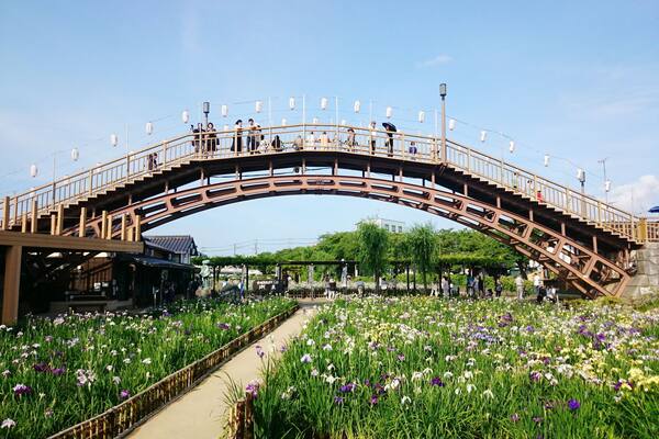 Ayame Garden in Itako holds an Ayame (Japanese Iris) Flower Festival every year from late May to June.
The iris come in various shades of white, purple, and yellow. The garden covers approx. 1.3 hectares (3.2 acres) next to the Maekawa River and the iris can be viewed from both the garden path and bridges above it.
Closest Station: Itako Station on the JR Kashima Line.