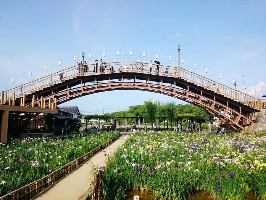 Ayame Garden in Itako holds an Ayame (Japanese Iris) Flower Festival every year from late May to June.
The iris come in various shades of white, purple, and yellow. The garden covers approx. 1.3 hectares (3.2 acres) next to the Maekawa River and the iris can be viewed from both the garden path and bridges above it.
Closest Station: Itako Station on the JR Kashima Line.